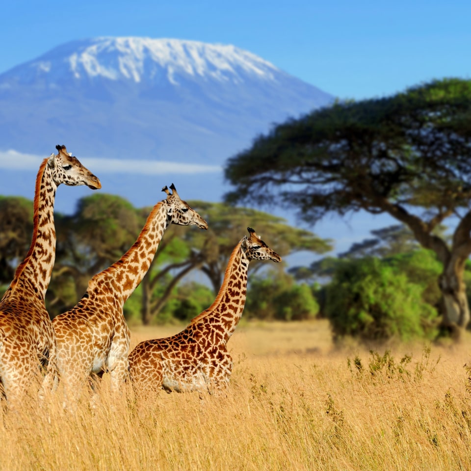 Kenia Giraffen Nationalpark
